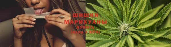 прущие грибы Балахна